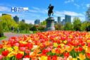 La primavera fiorisce a Boston