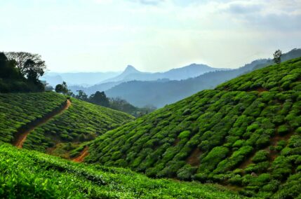 SRI LANKA, LO SMERALDO DELL’OCEANO INDIANO – Partenza sabato 13 febbraio 2027