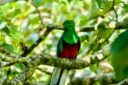 Seguendo il Quetzal