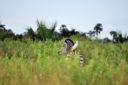 Cosa vedere in Botswana: viaggio nella natura incontaminata