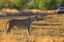 In tenda tra elefanti e leoni in Botswana