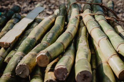 Mauritius: l’isola delle canne da zucchero