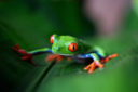 Tour del Costa Rica tra paesaggi naturali incontaminati