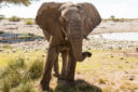 Nell’Africa australe tra safari ed escursioni naturalistiche