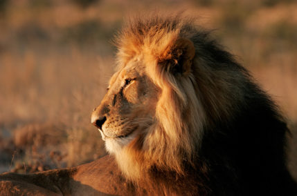 I tour più affascinanti alla scoperta del Sudafrica