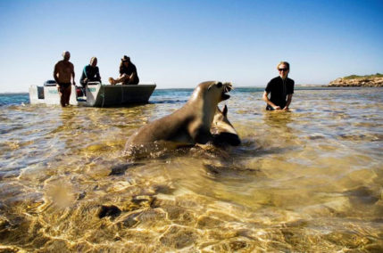 BAIRD BAY – EYRE PENINSULA