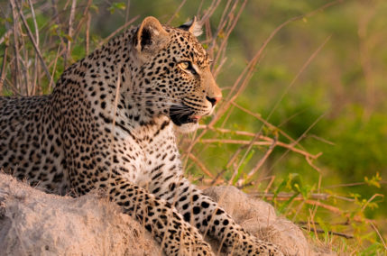 Golden Africa | Ultime disponibilità 2019