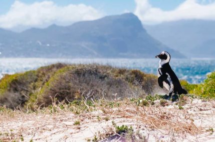 Golden Africa | Speciale Capodanno