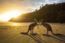 Kangaroo Island: tour nella spettacolare Isola dei Canguri nel sud dell’Australia