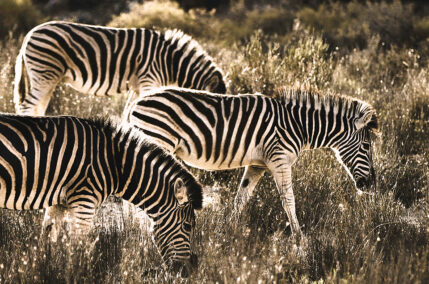 MOSAICO SUDAFRICANO – Partenza lunedì 26 ottobre 2026