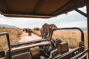 Tutti i consigli per organizzare un emozionante safari in Sudafrica