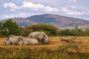 Safari in Sudafrica