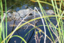 Tour delle Everglades: viaggio nella natura tropicale della Florida