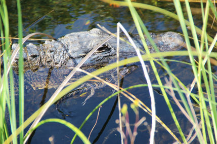 Tour delle Everglades: viaggio nella natura tropicale della Florida